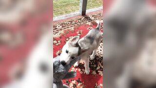 [2238 of 3935 Vids] Bree Louise (bree_louisexoxo aka breebbydance) OnlyFans Leaks Nude