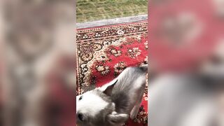 [2238 of 3935 Vids] Bree Louise (bree_louisexoxo aka breebbydance) OnlyFans Leaks Nude