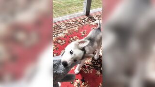 [2238 of 3935 Vids] Bree Louise (bree_louisexoxo aka breebbydance) OnlyFans Leaks Nude