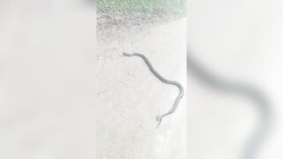 [2592 of 3935 Vids] Bree Louise (bree_louisexoxo aka breebbydance) OnlyFans Leaks Nude