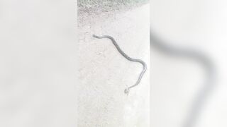 [2592 of 3935 Vids] Bree Louise (bree_louisexoxo aka breebbydance) OnlyFans Leaks Nude