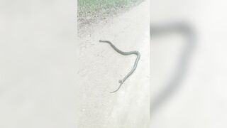 [2592 of 3935 Vids] Bree Louise (bree_louisexoxo aka breebbydance) OnlyFans Leaks Nude