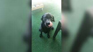 [2972 of 3935 Vids] Bree Louise (bree_louisexoxo aka breebbydance) OnlyFans Leaks Nude