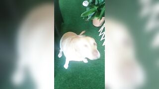 [2972 of 3935 Vids] Bree Louise (bree_louisexoxo aka breebbydance) OnlyFans Leaks Nude