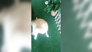 [2972 of 3935 Vids] Bree Louise (bree_louisexoxo aka breebbydance) OnlyFans Leaks Nude