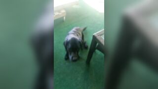 [2972 of 3935 Vids] Bree Louise (bree_louisexoxo aka breebbydance) OnlyFans Leaks Nude