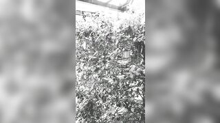 [3427 of 3935 Vids] Bree Louise (bree_louisexoxo aka breebbydance) OnlyFans Leaks Nude