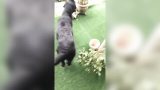 [3548 of 3935 Vids] Bree Louise (bree_louisexoxo aka breebbydance) OnlyFans Leaks Nude