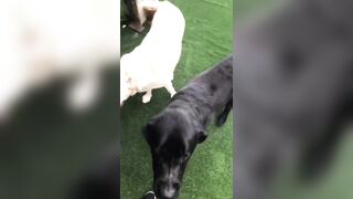 [3548 of 3935 Vids] Bree Louise (bree_louisexoxo aka breebbydance) OnlyFans Leaks Nude