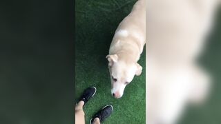 [3548 of 3935 Vids] Bree Louise (bree_louisexoxo aka breebbydance) OnlyFans Leaks Nude