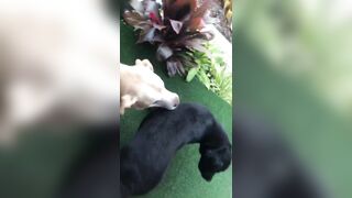 [3548 of 3935 Vids] Bree Louise (bree_louisexoxo aka breebbydance) OnlyFans Leaks Nude