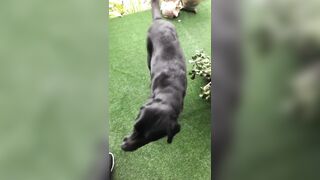 [3548 of 3935 Vids] Bree Louise (bree_louisexoxo aka breebbydance) OnlyFans Leaks Nude