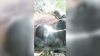 [3622 of 3935 Vids] Bree Louise (bree_louisexoxo aka breebbydance) OnlyFans Leaks Nude