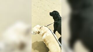 [3633 of 3935 Vids] Bree Louise (bree_louisexoxo aka breebbydance) OnlyFans Leaks Nude