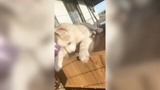 [3870 of 3935 Vids] Bree Louise (bree_louisexoxo aka breebbydance) OnlyFans Leaks Nude