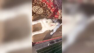 [3870 of 3935 Vids] Bree Louise (bree_louisexoxo aka breebbydance) OnlyFans Leaks Nude