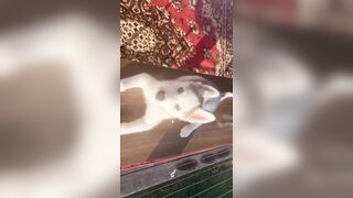 [3870 of 3935 Vids] Bree Louise (bree_louisexoxo aka breebbydance) OnlyFans Leaks Nude