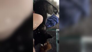 [543 of 3935 Vids] Bree Louise (bree_louisexoxo aka breebbydance) OnlyFans Leaks Nude