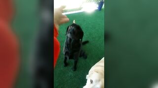 [774 of 3935 Vids] Bree Louise (bree_louisexoxo aka breebbydance) OnlyFans Leaks Nude