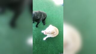 [774 of 3935 Vids] Bree Louise (bree_louisexoxo aka breebbydance) OnlyFans Leaks Nude