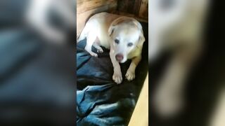 [774 of 3935 Vids] Bree Louise (bree_louisexoxo aka breebbydance) OnlyFans Leaks Nude