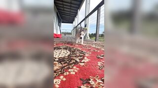 [833 of 3935 Vids] Bree Louise (bree_louisexoxo aka breebbydance) OnlyFans Leaks Nude