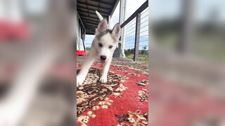 [833 of 3935 Vids] Bree Louise (bree_louisexoxo aka breebbydance) OnlyFans Leaks Nude