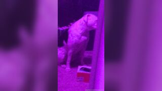 [146 of 430 Vids] Honeygold (Honey Gold aka honeygoldxx) OnlyFans Leaks Nude