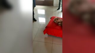 [287 of 430 Vids] Honeygold (Honey Gold aka honeygoldxx) OnlyFans Leaks Nude