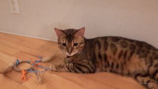 [38 of 83 Vids] lilredzoe (zoe aka canbebought) OnlyFans Leaks Nude Petite Ginger