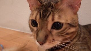 [38 of 83 Vids] lilredzoe (zoe aka canbebought) OnlyFans Leaks Nude Petite Ginger