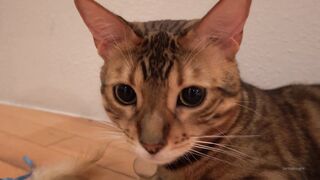 [38 of 83 Vids] lilredzoe (zoe aka canbebought) OnlyFans Leaks Nude Petite Ginger