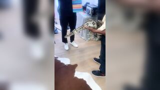 [1153 of 2462 Vids] Edwinacarlaisaac (Edwina) OnlyFans Leaks Nude Ebony