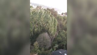 [1397 of 2462 Vids] Edwinacarlaisaac (Edwina) OnlyFans Leaks Nude Ebony