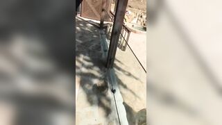 [1474 of 2462 Vids] Edwinacarlaisaac (Edwina) OnlyFans Leaks Nude Ebony