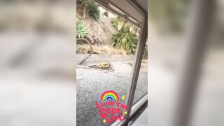 [1722 of 2462 Vids] Edwinacarlaisaac (Edwina) OnlyFans Leaks Nude Ebony