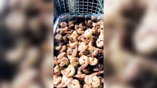 [1734 of 2462 Vids] Edwinacarlaisaac (Edwina) OnlyFans Leaks Nude Ebony