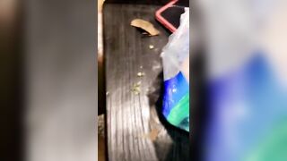 [1802 of 2462 Vids] Edwinacarlaisaac (Edwina) OnlyFans Leaks Nude Ebony