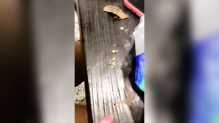 [1802 of 2462 Vids] Edwinacarlaisaac (Edwina) OnlyFans Leaks Nude Ebony