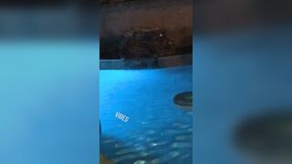 [1880 of 2462 Vids] Edwinacarlaisaac (Edwina) OnlyFans Leaks Nude Ebony