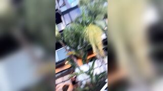 [1887 of 2462 Vids] Edwinacarlaisaac (Edwina) OnlyFans Leaks Nude Ebony