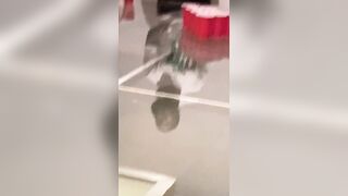 [1923 of 2462 Vids] Edwinacarlaisaac (Edwina) OnlyFans Leaks Nude Ebony