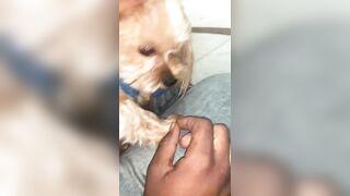 [2063 of 2462 Vids] Edwinacarlaisaac (Edwina) OnlyFans Leaks Nude Ebony