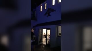 [2293 of 2462 Vids] Edwinacarlaisaac (Edwina) OnlyFans Leaks Nude Ebony