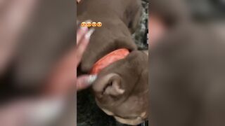 [507 of 2462 Vids] Edwinacarlaisaac (Edwina) OnlyFans Leaks Nude Ebony