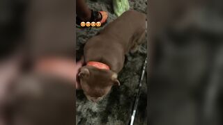 [507 of 2462 Vids] Edwinacarlaisaac (Edwina) OnlyFans Leaks Nude Ebony