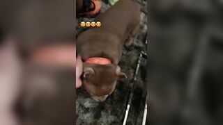 [507 of 2462 Vids] Edwinacarlaisaac (Edwina) OnlyFans Leaks Nude Ebony