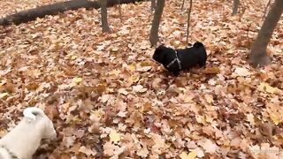 madisonwinterto -  Cumshot Countdown How Many Can She Take On Her Pretty Face