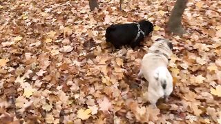 madisonwinterto -  Cumshot Countdown How Many Can She Take On Her Pretty Face