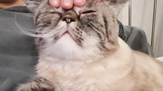 es.lain or yummy yum yum or yummy_yum-yum - Ravishing Euphoria